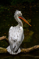 
wild pelican on a fallen tree in a park over a flowing river. The pelican has white feathers and an orange beak