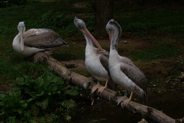 
wild pelican on a fallen tree in a park over a flowing river. The pelican has white feathers and an orange beak