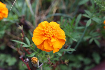 Flowers blooming on the street