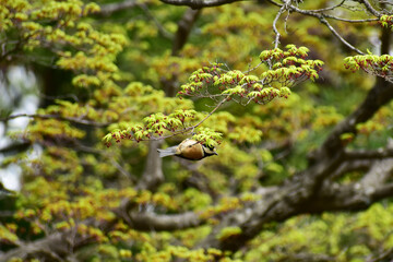 モミジの新芽を食べに来たヤマガラ