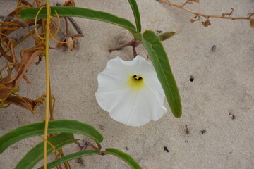 Flower on the beach