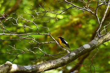 モミジの木でさえずるキビタキ