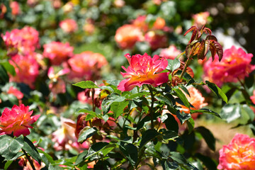 初夏のオレンジのバラ