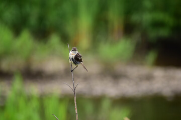 草原の枯れ枝に止まるノビタキの幼鳥