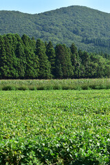夏の畑と森と山