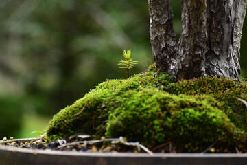 盆栽の根元の新しい芽