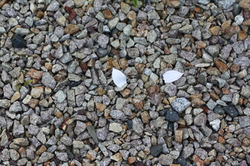 The petals that land on the gravel