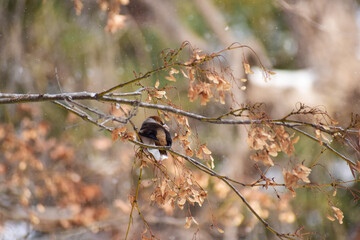 モミジの木に止まる冬のシメ