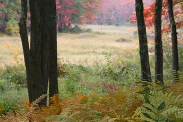 autumn in the woods