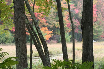 Fototapeta premium autumn in the woods
