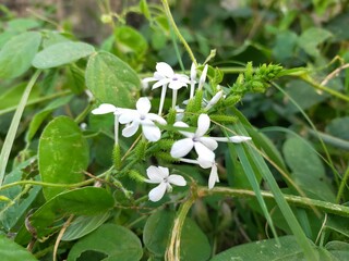 Fototapeta na wymiar White flowers with green background.