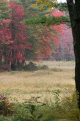 autumn fog in the woods