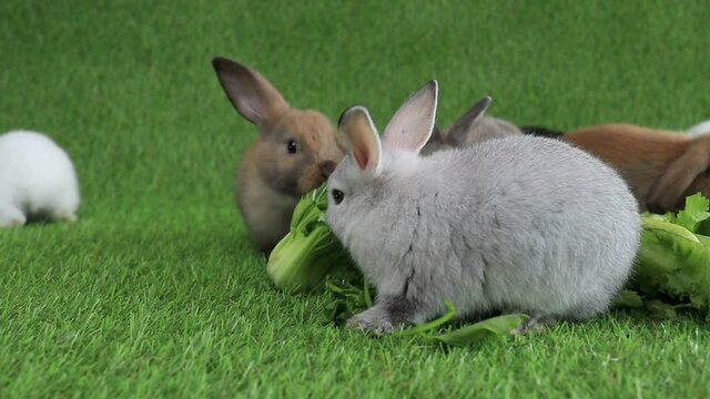 Happy rabbits on the green  grass