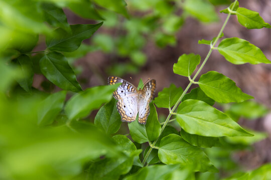 An Anartia butterfly viewed from above