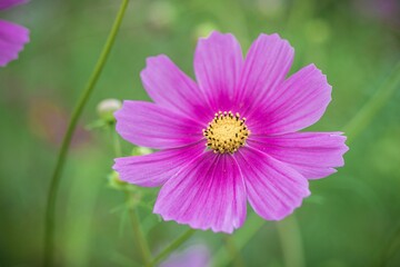 Fototapeta premium コスモス