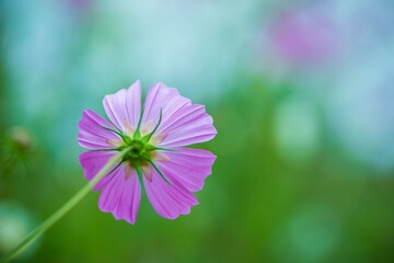 Obraz premium コスモス