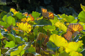 枯れ始めたハスの葉
