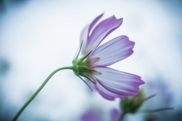 Fototapeta premium コスモス