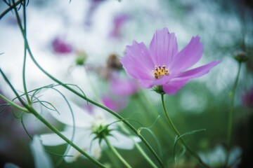 コスモス