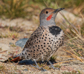 northern flicker on the ground