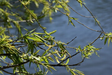leaves against the lake