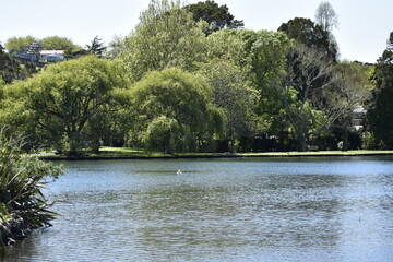 lake in the park