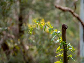 Green Vine