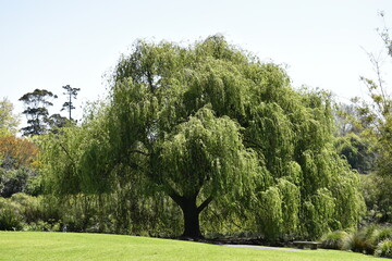 Fototapeta premium trees in the park