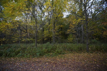 Obraz premium Beautiful Scenic Autumn Nature Landscape with fall colors and orange leaves on trees making for beautiful views 