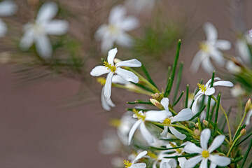 white wild flower - ricinocarpos pinifolius