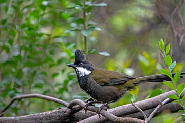 Australian Eastern Whipbird