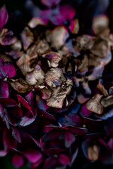 hydrangea