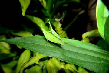 Fototapeta na wymiar Small atractomorpha perch on green leaves