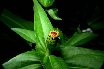 Close up photo of Zinnia flower in blossom 