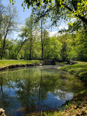 lake in the forest