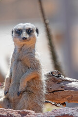 Fototapeta premium smiling meerkat on the lookout