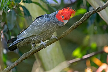 Red gang gang - cockatoo © ernest