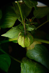 This fruit is also known by various regional names such as cecenet or cecendet, yor-nyèoran, and kopok-kopokan.