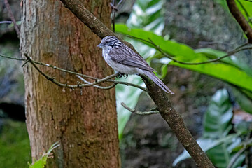 black and white bird - Australasian pipit