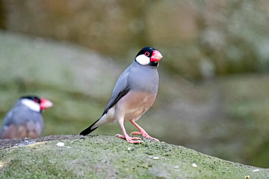 Java finch