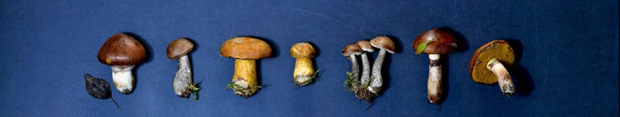 The banner with forest diverse freshly harvested mushrooms, hogs, lined in a horizontal row,...