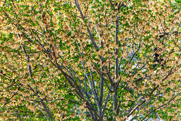 Fototapeta premium Tree In The Park