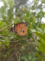 Local butterfly on leaf