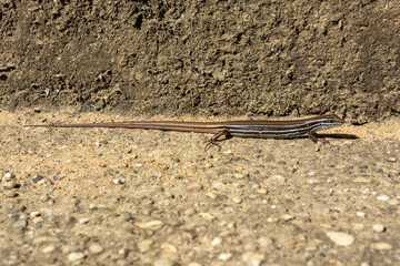 A small brown lizard standing in the sunshine