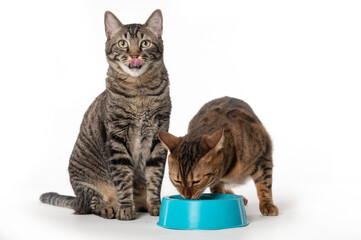 2 cats and one bowl with cat food on white background