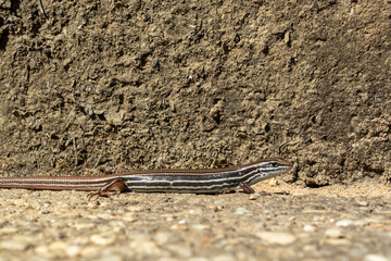 A small brown lizard standing in the sunshine