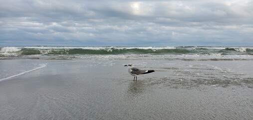 dog on the beach