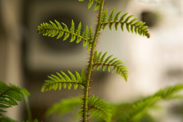 Flora. Closeup view of a Cyathea cooperi fern, also known as Australian Tree Fern, stem with red hairs, green fronds and leaflets.