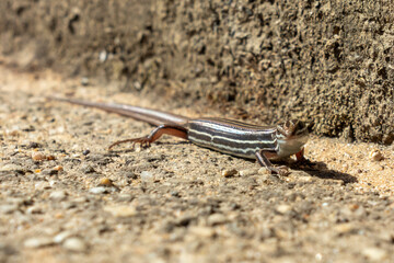 A small brown lizard standing in the sunshine