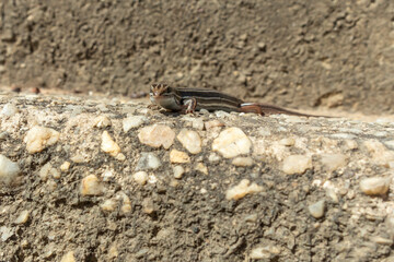 A small brown lizard standing in the sunshine